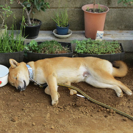 柴犬の小太郎3