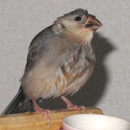 水浴びした若文鳥（ミョー）