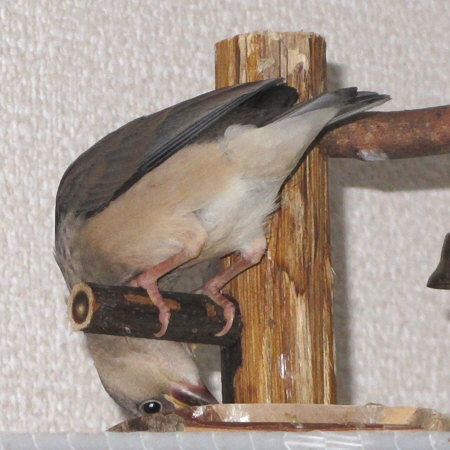 孵化３９日目の文鳥ヒナ（イート）3