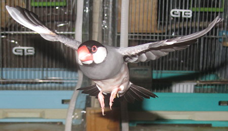 元気なもうすぐ７歳の文鳥（ハル）