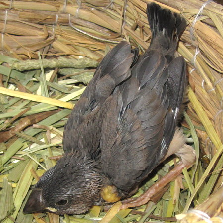 孵化２１日目の文鳥ヒナ（イート）２