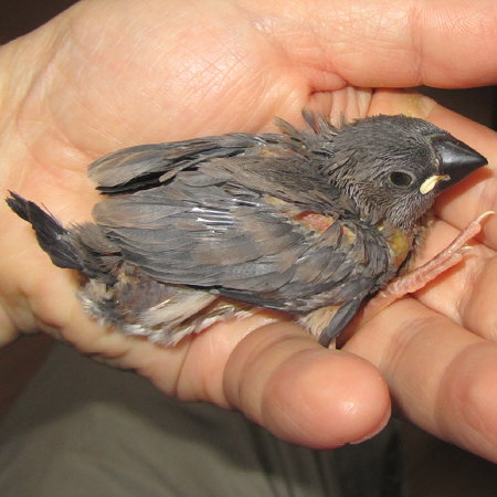 孵化２０日目の文鳥ヒナ（ミョー）