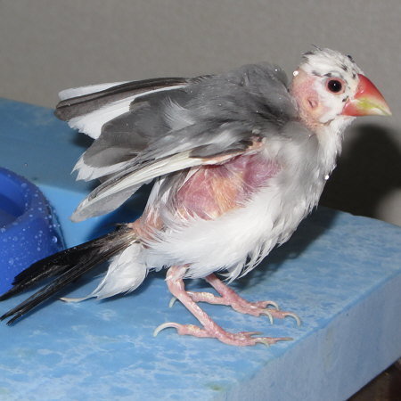 不思議生物化した文鳥（ケコ）２