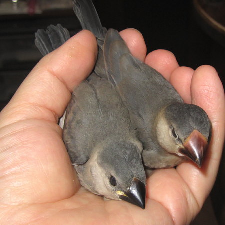 孵化２５日目と３７日目の文鳥ヒナ（ミョー・イート）２