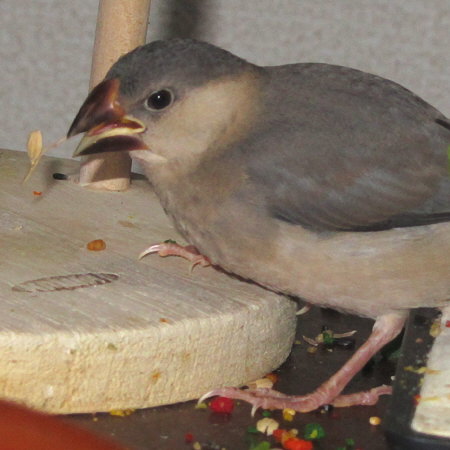 孵化３４日目の文鳥ヒナ（イート）３