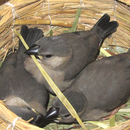 孵化２７日目の文鳥ヒナたち（ガイ・ソウ・テイ）