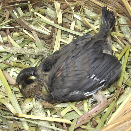 孵化20日目の文鳥《アラ》