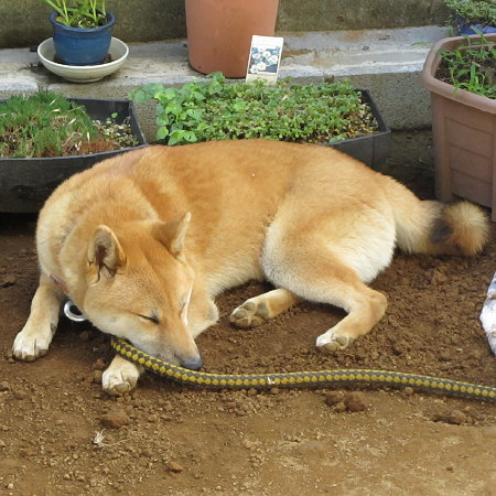 柴犬の小太郎2