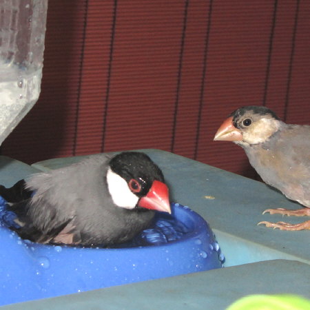 お祖父ちゃんの水浴びを見物する文鳥（キュー様・イート）