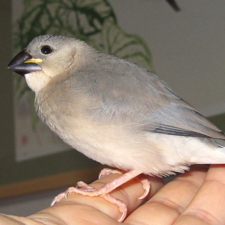 孵化３２日目の文鳥ヒナ（ミョー）