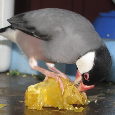 器用に紅八朔を食べる文鳥（イブ）