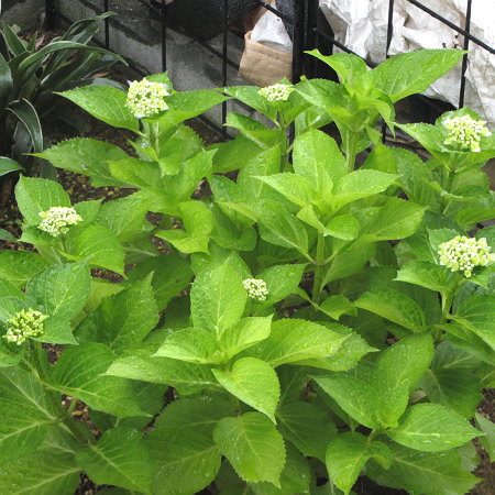 紫陽花「シホウ」