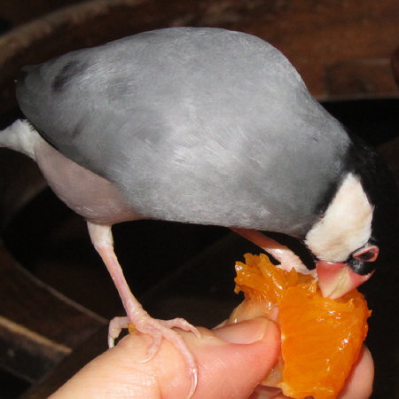 ミカンを食べる文鳥（ノコリ）