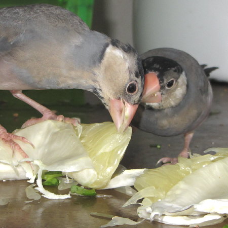 文旦を食い散らす若文鳥（ソウ・ガイ）