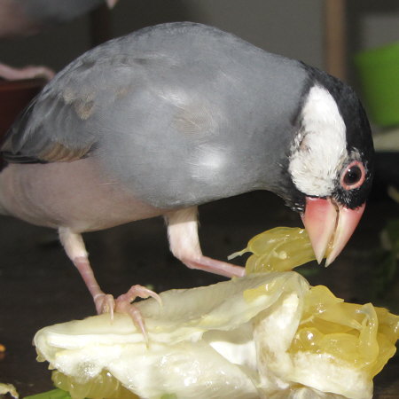 晩柑を食べる文鳥2（テイ）