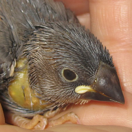 孵化２０日目の文鳥ヒナ（イート）