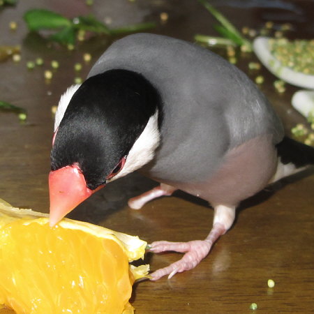 紅八朔を食べる文鳥（ポン）