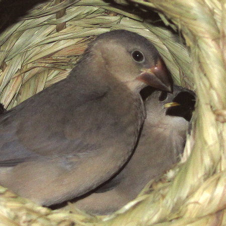 先輩にかわいがられる文鳥ヒナ（イート・ミョー）