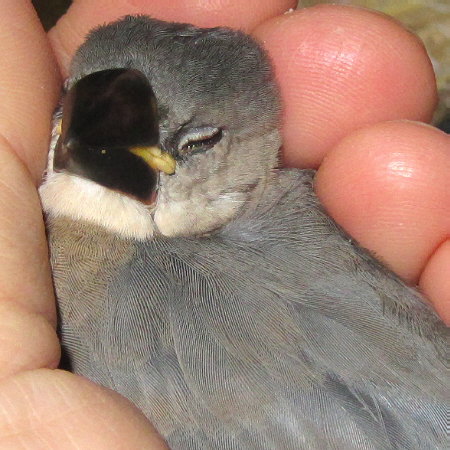 孵化３１日目の文鳥ヒナ（ミョー）２