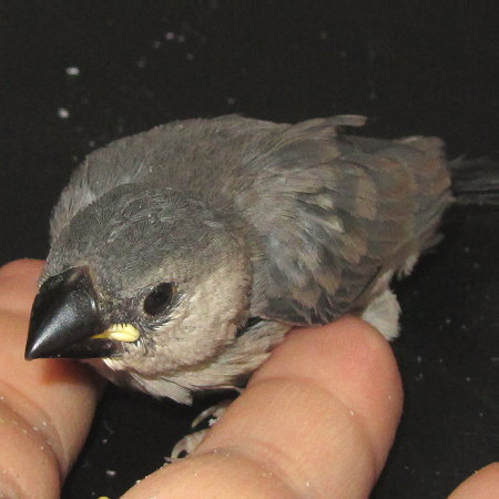 孵化２３日目の文鳥ヒナ（ミョー）