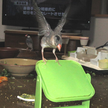 鏡回し文鳥（ミョー）