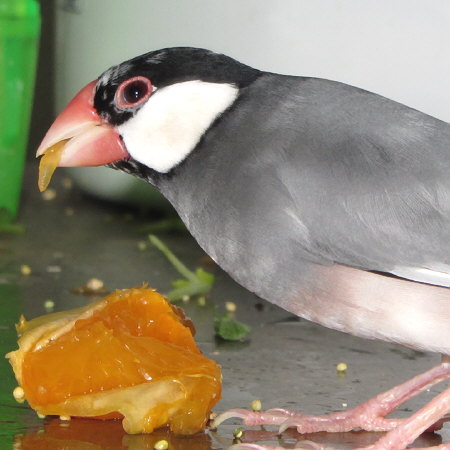 みかんを食べる文鳥（ラック）