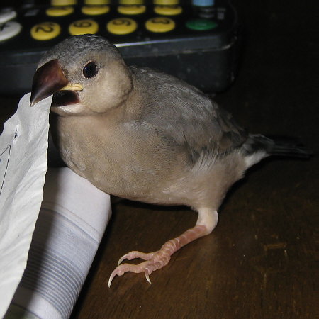 孵化32日目の文鳥ヒナ（マナツ）