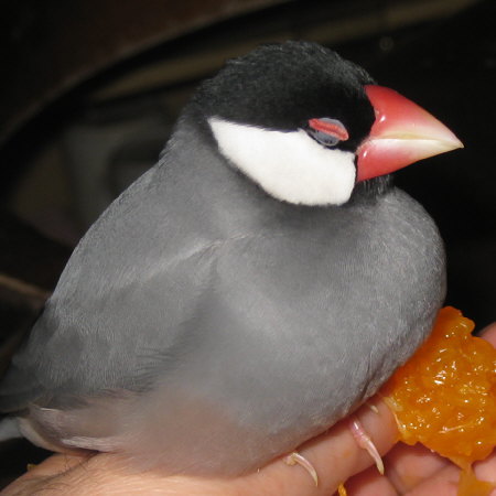 うたた寝文鳥（マナツ）