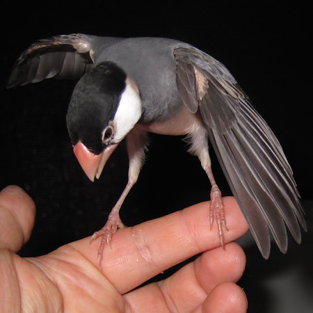 しがみつく文鳥（クリ）