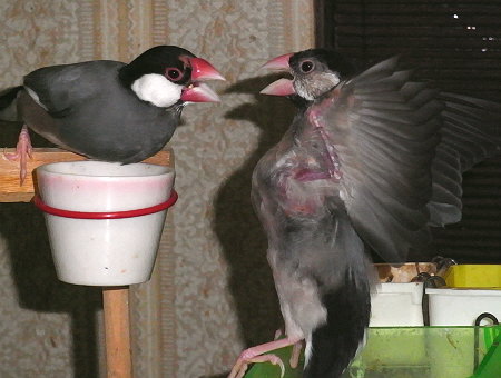 文鳥父子の争い２