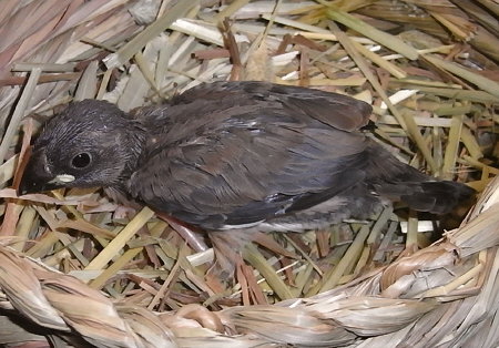 孵化22日目の桜文鳥（ノコリ）