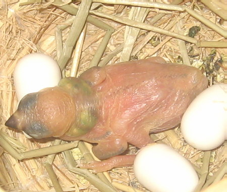 孵化８日目の文鳥ヒナ