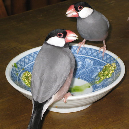 湯漬けエサを食べるおとな文鳥たち