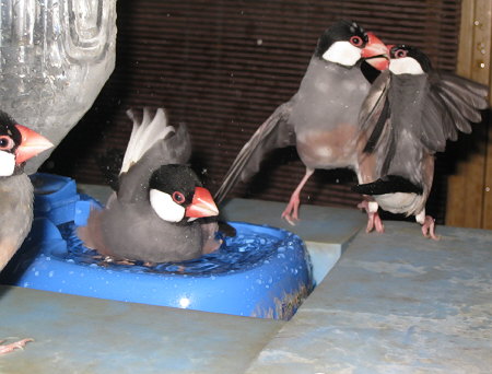 水浴び場の文鳥紛争