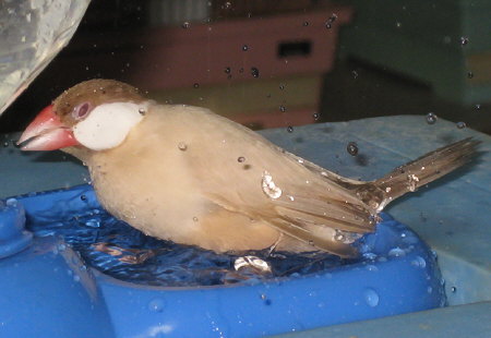 水浴びするシナモン文鳥（ニッキ）