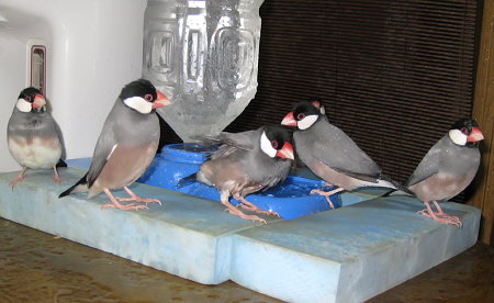 水浴び場の桜文鳥軍団