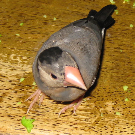 ヒナ換羽中の文鳥（マナツ）