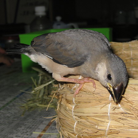 孵化26日目の文鳥ヒナ（マナツ）2