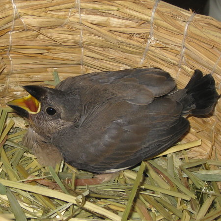 孵化23日目の文鳥ヒナ（マナツ）