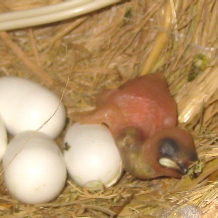 孵化３日目の文鳥ヒナ