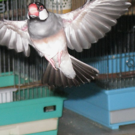 飛ぶ文鳥（タネ）