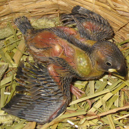 孵化17日目の文鳥ヒナ（クリ）２