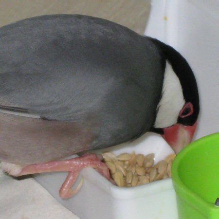 モミをかじる文鳥（マナツ）