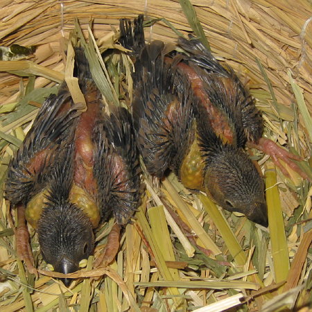 孵化17・18日目の文鳥ヒナ