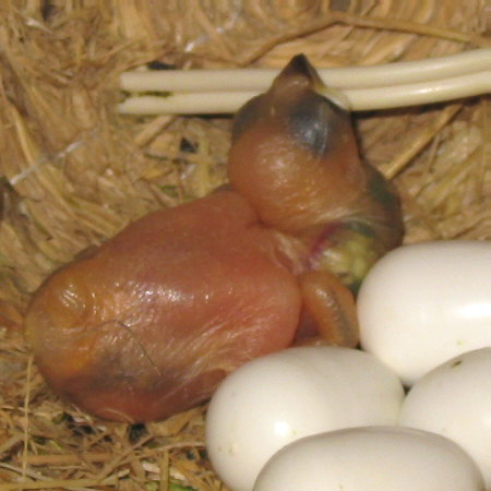 孵化５日目の文鳥ヒナ