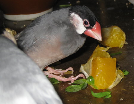 伊予柑を食べる老文鳥（オッキ）