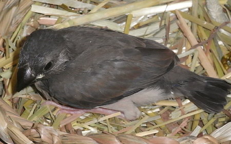 孵化24日目の桜文鳥（ノコリ）