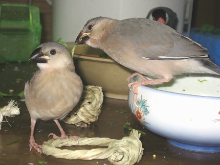 おもちゃを踏んでいるテンと豆苗をくわえるポン