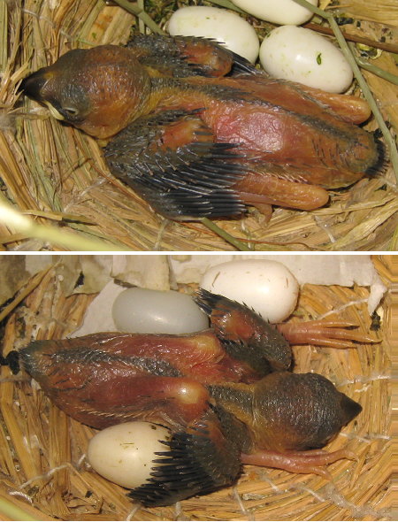 孵化14日目と13日目の文鳥ヒナ