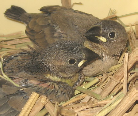 孵化20・21日目の文鳥ヒナ